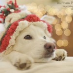 Happy Christmas ☆ with Dogs