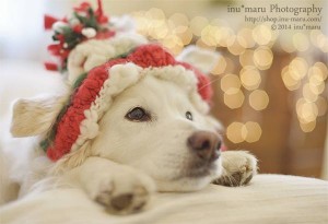 12月9日（土）Happy Christmas ☆ with Dogs @ アフロディーテの扉イベント告知