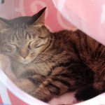 いいご縁がありますように♡