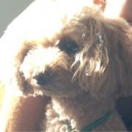 クリスタルボウルにまったり